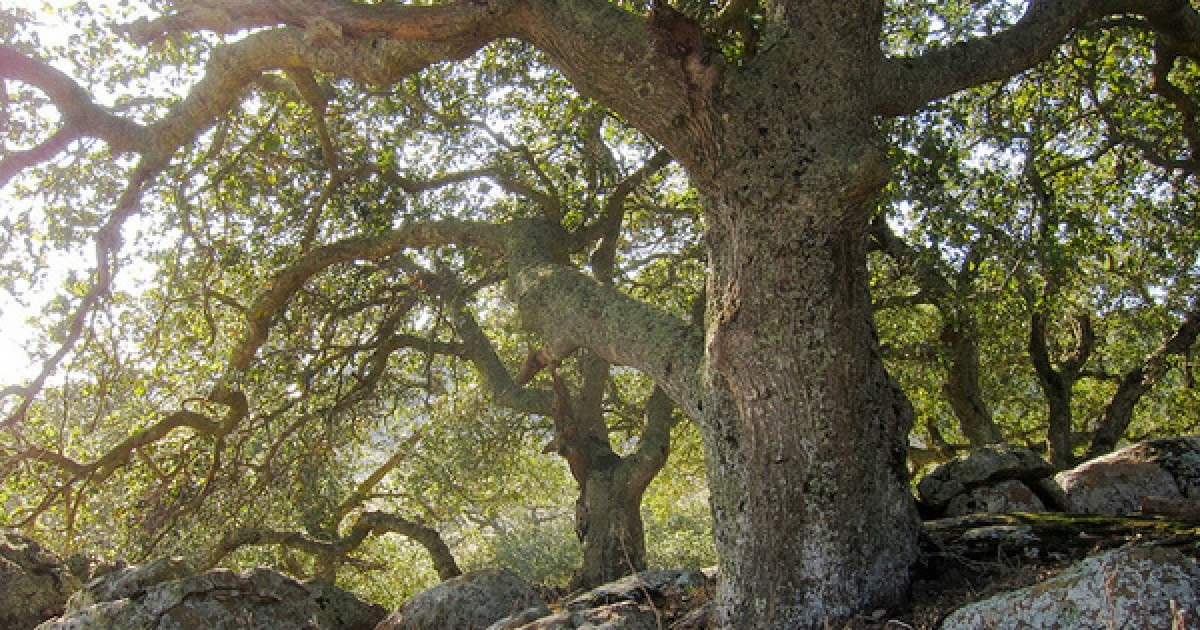 Read more about the article Planting Under Oak Trees